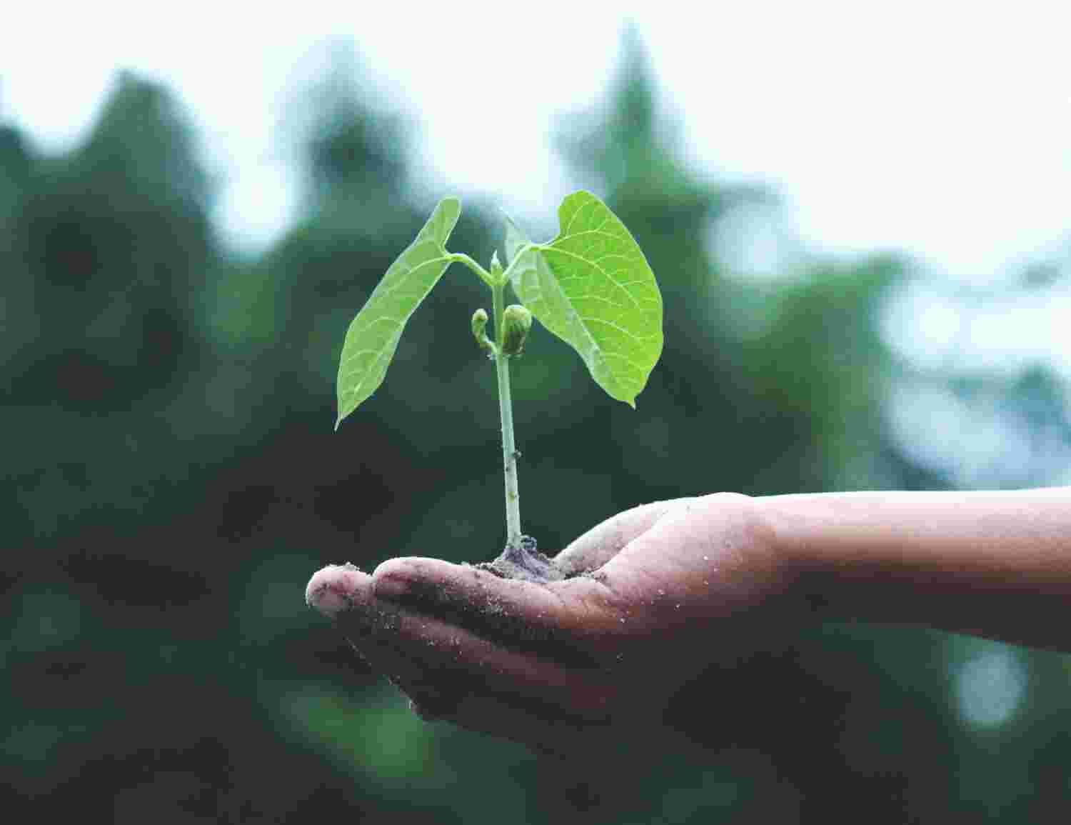 Liten planta i utsträckt hand